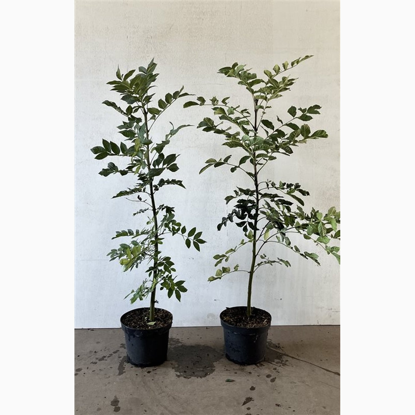 Ask – Fraxinus excelsior - C5 100-125 CM